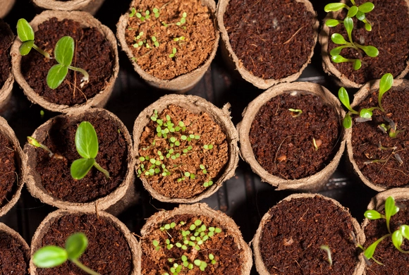 Close-up photo of a group of pots with seedlings growing in them.