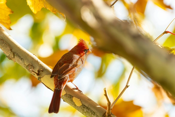 A photograph of a bird in a tree.